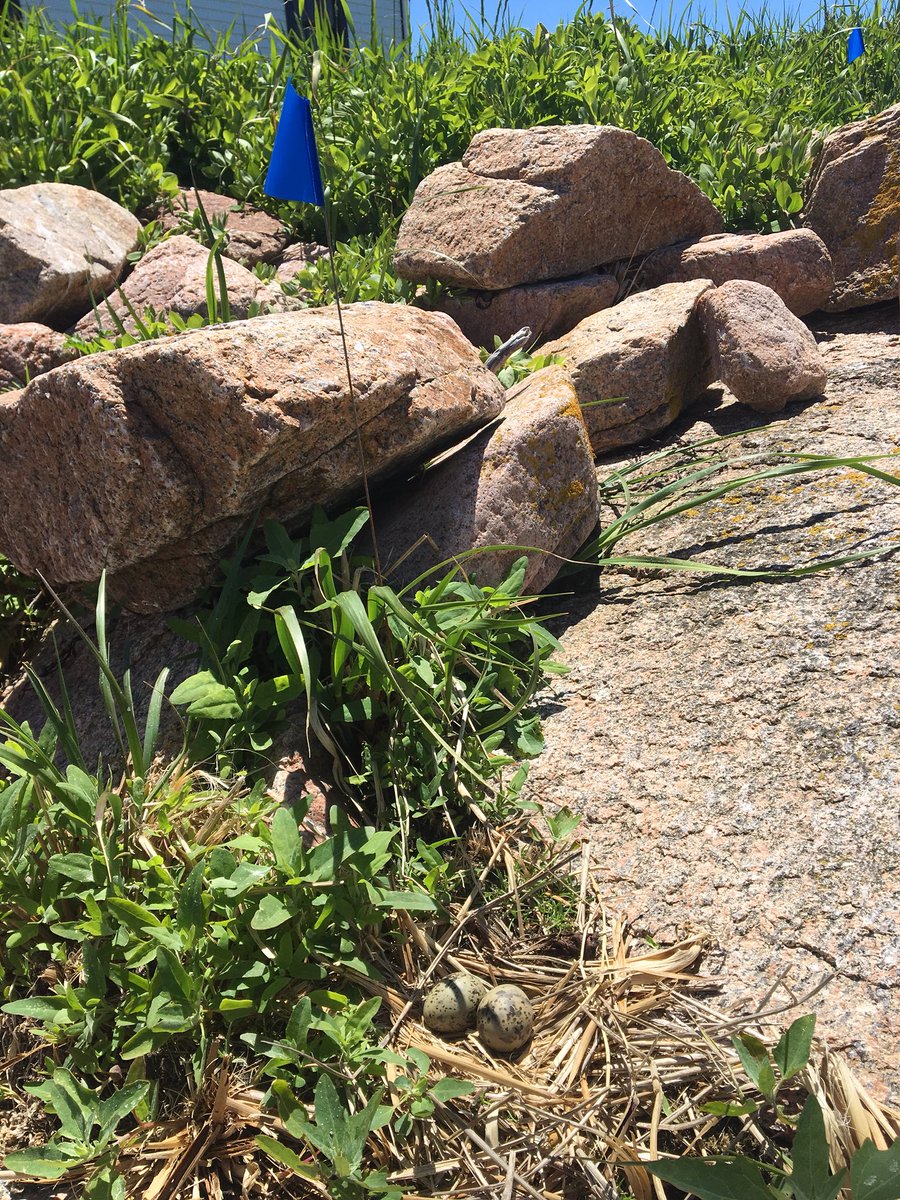 rachelakatz's tweet photo. Trying out a new transect-based sampling method to improve estimates of abundance and density of arctic vs common #terns nesting while minimizing disturbance on #PetitManan Island @USFWSBirds @USFWSRefuges #IMRefuges #MaineCoastalIslandsNWR https://t.co/FiV4graMIq