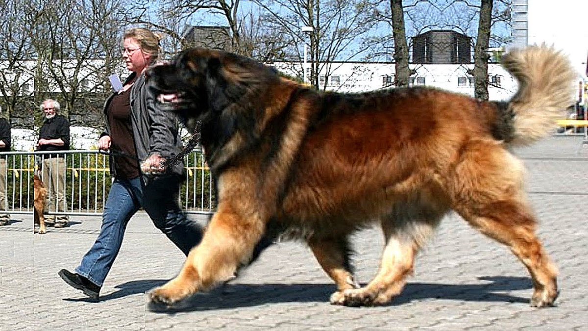 top biggest dogs in the world