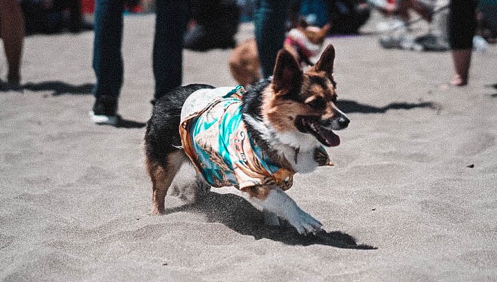 bannedongrailed's tweet image. Good Boy Con 2018 #CorgiCon2018 #CorgiCon
