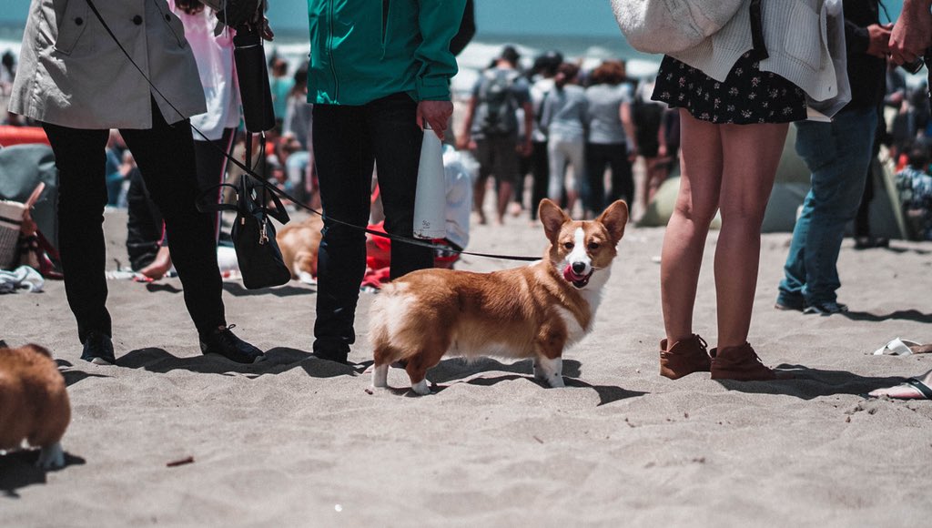 bannedongrailed's tweet image. Good Boy Con 2018 #CorgiCon2018 #CorgiCon