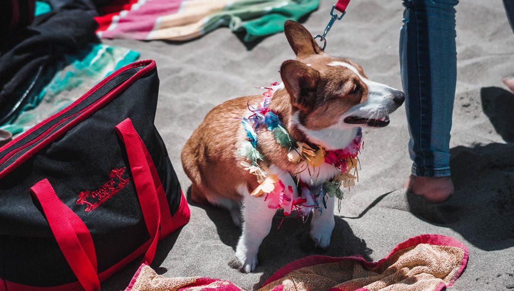 bannedongrailed's tweet image. Good Boy Con 2018 #CorgiCon2018 #CorgiCon