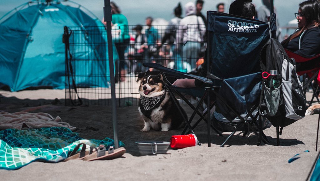 bannedongrailed's tweet image. Good Boy Con 2018 #CorgiCon2018 #CorgiCon