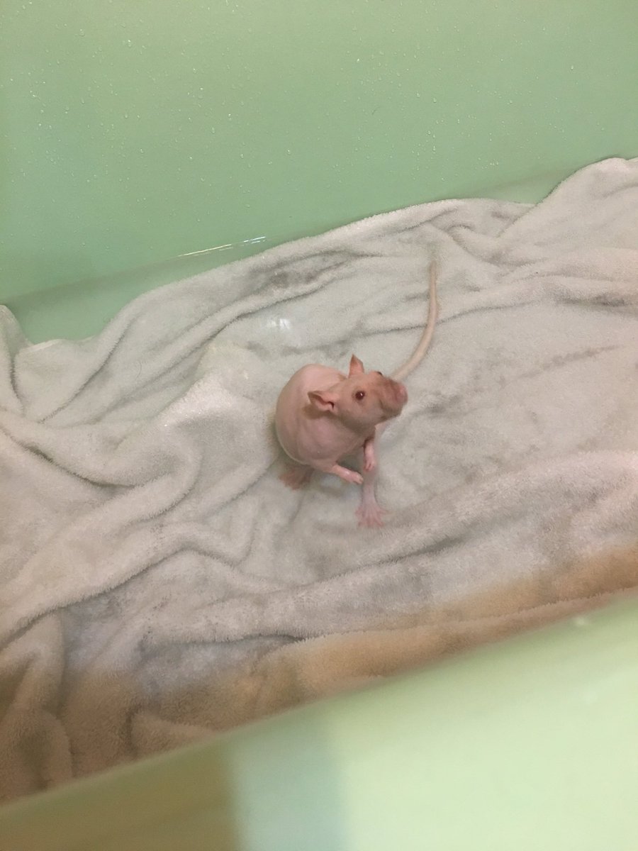 Wilbur (@wilburthehumble) on Twitter photo 