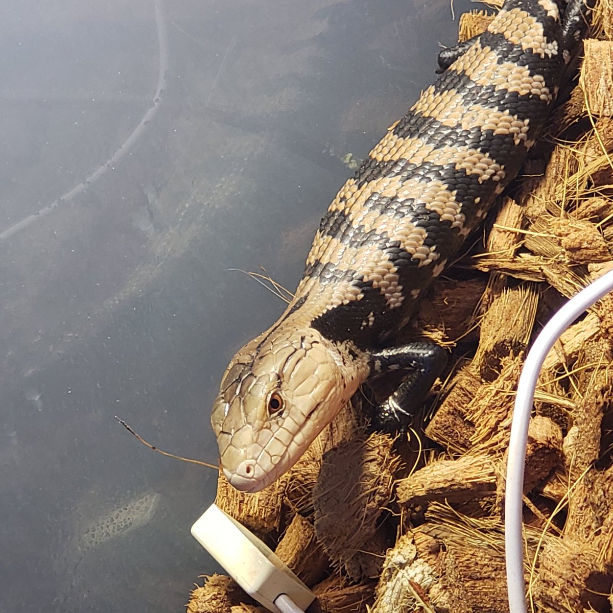 Cazoo Auf Twitter この度ずっと欲しかったアオジタトカゲをお迎えする事が出来ました メラウケアオジタトカゲのコジロウです 舌の色がポケモンのコジロウの髪の色に似ていたのとコジロウの様に優しい子育って欲しいと思い 命名しました 皆さんどうぞ宜しくお願いし