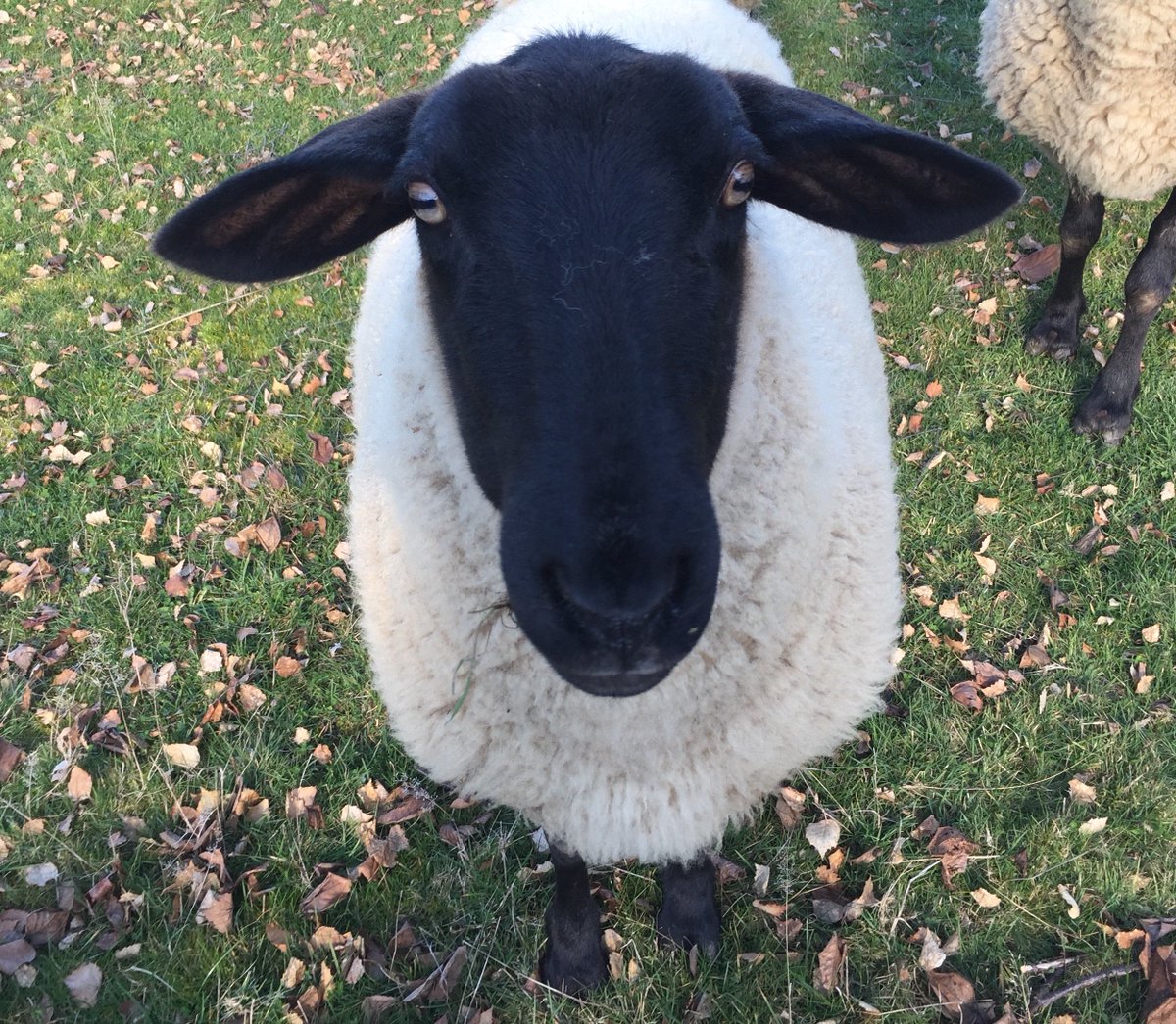 Sam Neill tweet media