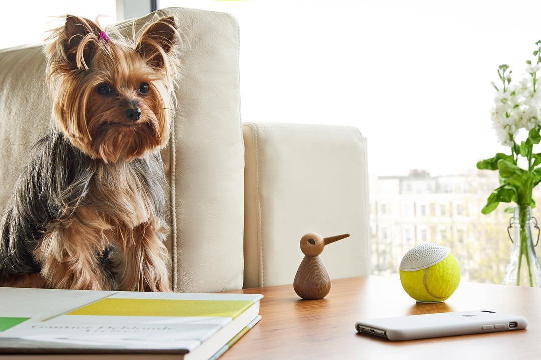 hearospeaker's tweet photo. Play with me, just don't bite too hard 🎾🐶 #Hearo #TennisBallSpeaker #WirelessSpeaker #Tennisball #upcycling #recycledtennisball https://t.co/QsxiNdCeiQ