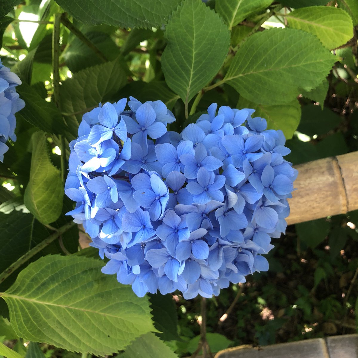 assam_h's tweet image. 石清水八幡宮にもハート♪