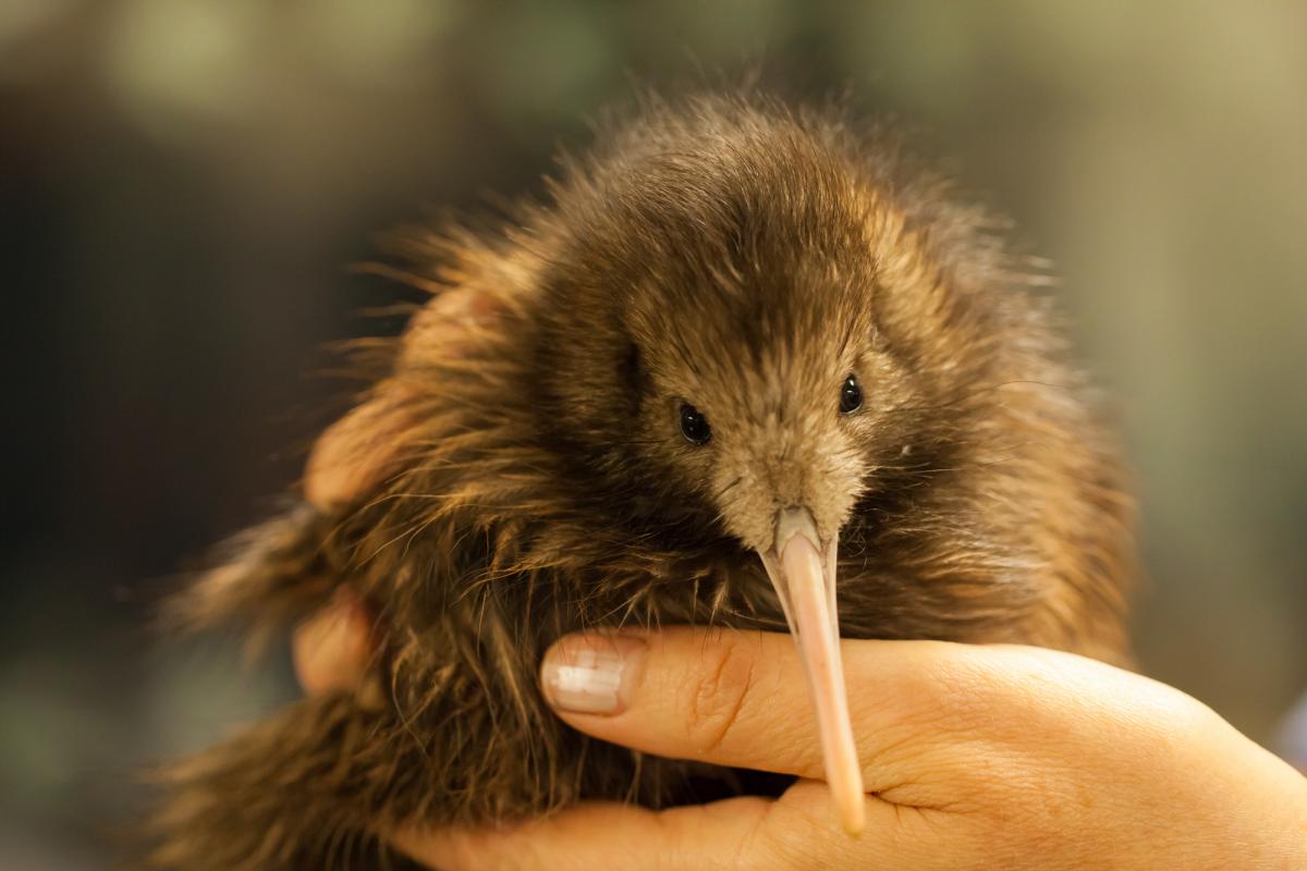 珍しい動物達 Sur Twitter キーウィ ニュージーランドに生息する飛べない鳥 昔は500万羽近く生息していたそうですが近年では減少し5万羽程度まで減っているそうです ちなみにフルーツのキウイの名前の由来はキーウィに似ているからだそうです 珍しい動物達 Sur Twitter キーウィ ニュージーランドに生息する飛べない鳥 昔は500万羽近く生息していたそうですが近年では減少し5万羽程度まで減っているそうです ちなみにフルーツのキウイの名前の由来はキーウィに似ているからだそうです