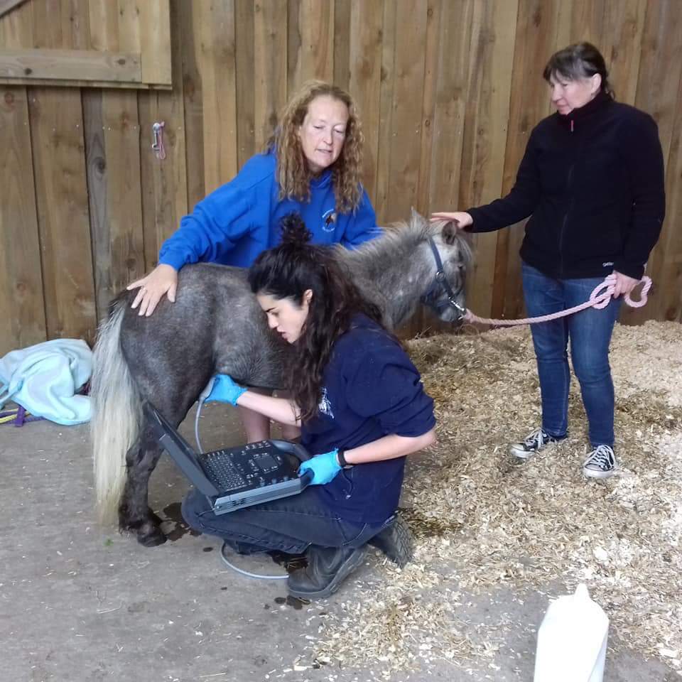 A worrying morning. Poor Libby has collicked overnight. The vet has been, scans taken, doing everything possible...pray for her, poor little baby. We can but hope 😥😥