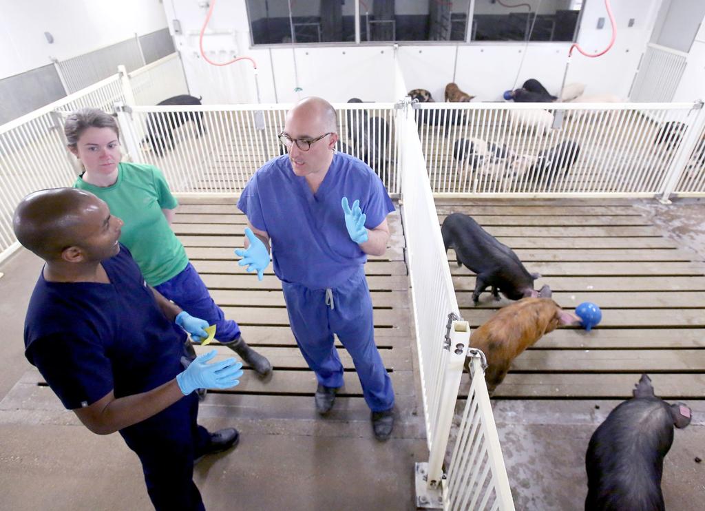 WiStateJournal's tweet image. Pigs into people: UW joins renewed effort to use animals as organ donors host.madison.com/wsj/news/local…