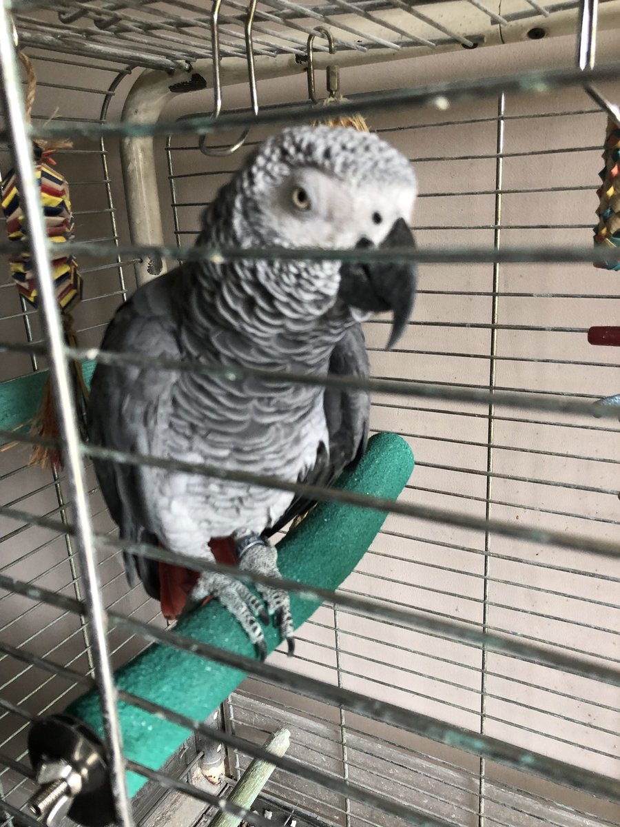 ParrotStanley's tweet photo. As I said I am not going anywhere near #DildoPerch ... and, as everyone knows, I’m a parrot of my word. https://t.co/9Bra0XUiqy