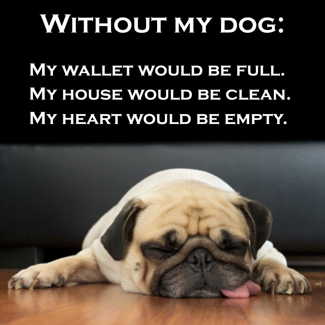 BazilRuby's tweet photo. #dogs #dogsofinstagram #doglovers #dogsarefamily #dogslife #Dogsoftiwtter #SundayMorning https://t.co/aI9DV8SNg5