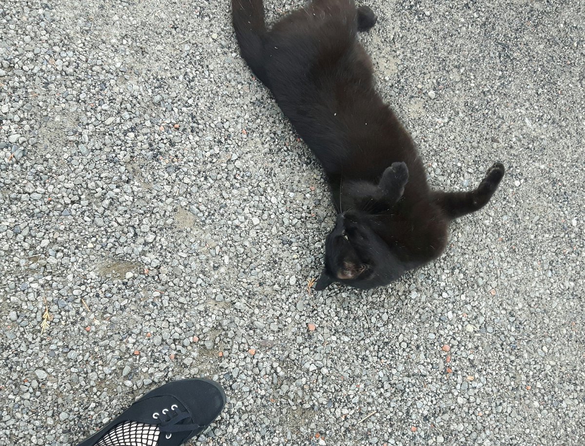 dinkeIscherben's tweet photo. ××× VERMISST ×××

Am Mittwoch hab ich meinen Kater (4) das letzte Mal gesehen. 
Er hat schwarzes Fell, am Bauch dunkelbraun und ist kastriert. Sehr zutraulich und verschmust. 

Wenn ihn jemand in Kreis Wesel und Umgebung sehen sollte, bitte bitte melden :(

RT wär lieb ♡ https://t.co/o7zTKgUfsc
