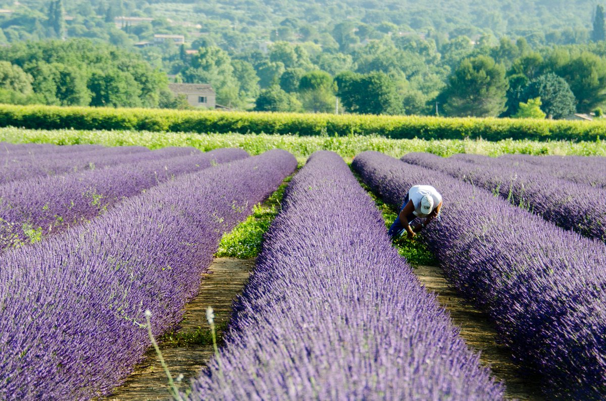 ProvenceDays tweet picture