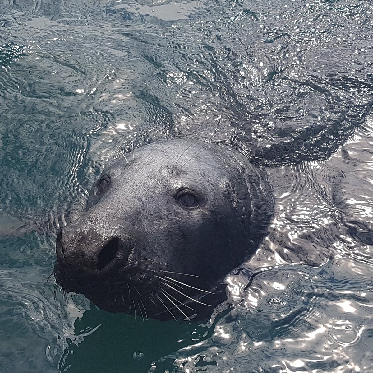 Katehorse's tweet photo. Selkie in Lerwick Harbour. #animism #animisme #creaturely #connections #sealskin #soulskin Thank you @ShetlandTours https://t.co/U3IR2wruW7