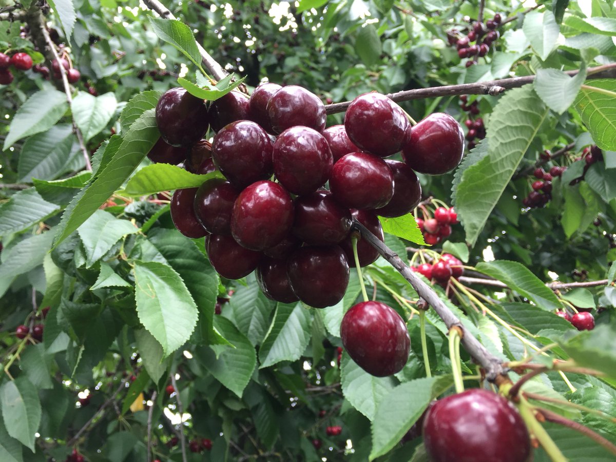 iigotomoe's tweet photo. Yesterday @apteracosplay and I picked some cherries.
Just a bit.
Like…
15kg or so. 🙈
#cherrywar https://t.co/C8ot8oZn1u
