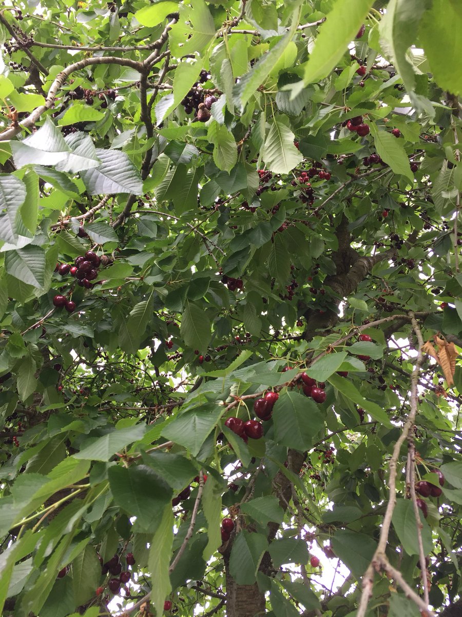 iigotomoe's tweet photo. Yesterday @apteracosplay and I picked some cherries.
Just a bit.
Like…
15kg or so. 🙈
#cherrywar https://t.co/C8ot8oZn1u
