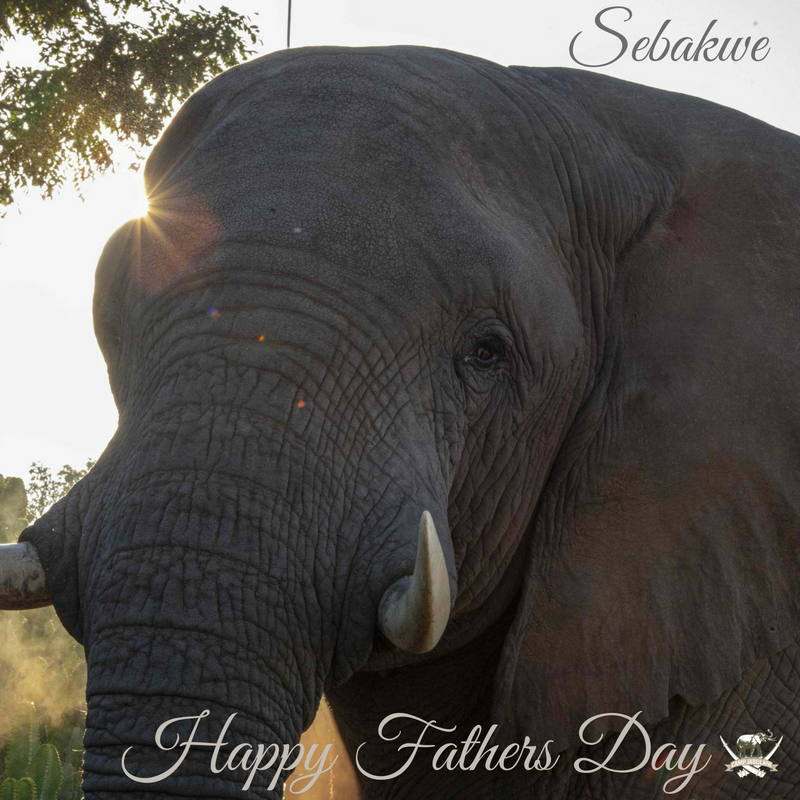 JabulaniSafari's tweet photo. Happy #FathersDay to all the special dad's out there!
May you receive a trunkful of #love today.
#happyfathersday #campjabulani #Sebakwe #elephant #southafrica #elephantportrait #elephantconservation #wowsouthafrica https://t.co/hRLwFI9Xu1