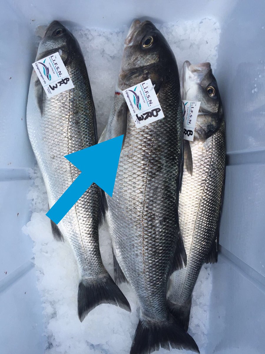 LIFSN_North_Sea's tweet photo. Our youngest member, BR3, contributed for the first time to your fresh Seabass meals !
Enjoy with no mixed feelings .... like always, these were caught sustainably. 
#noheavygear #nobycatch  #noelectricity https://t.co/KZ3I1YA9y6
