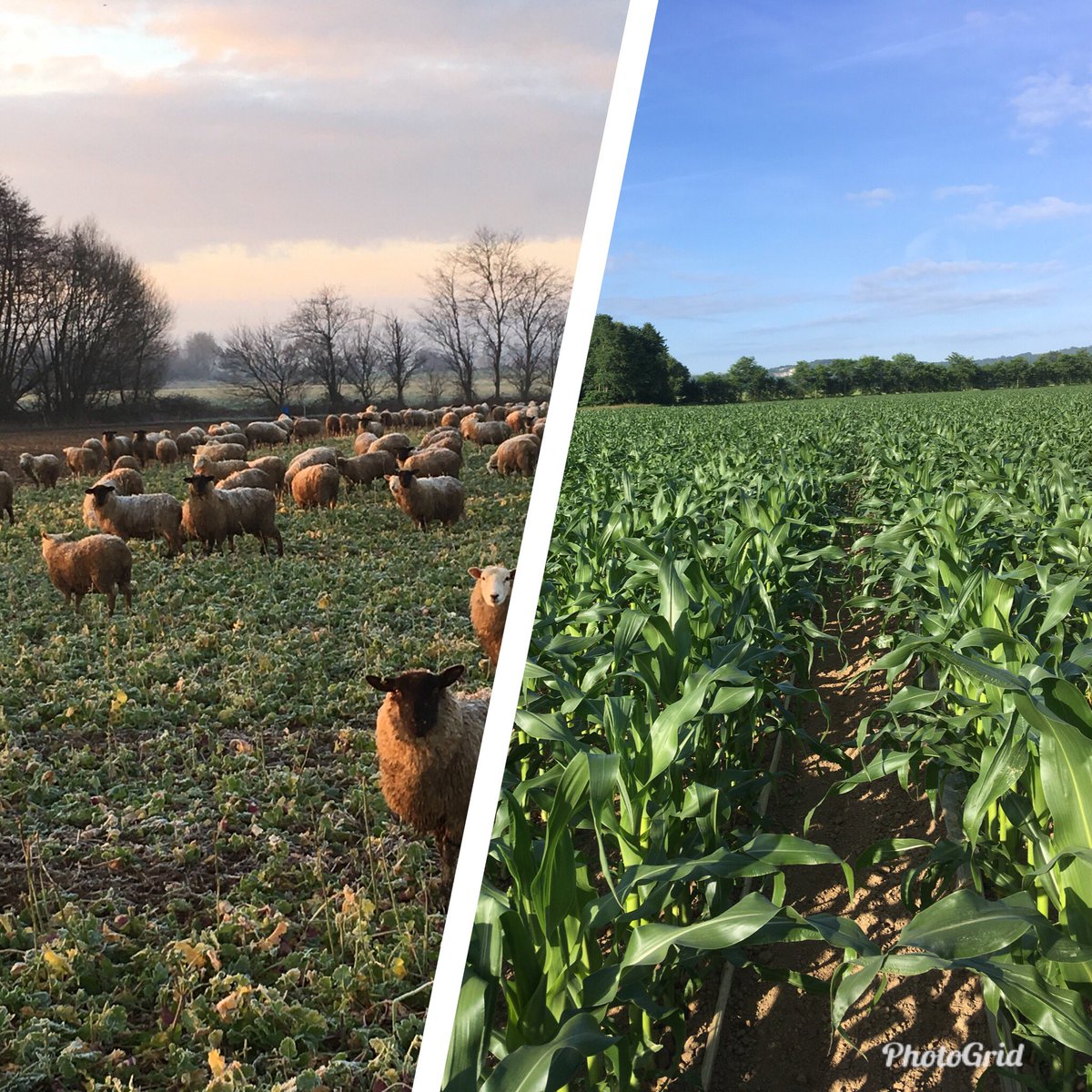 A rather cool change round in 2 months #sheep365