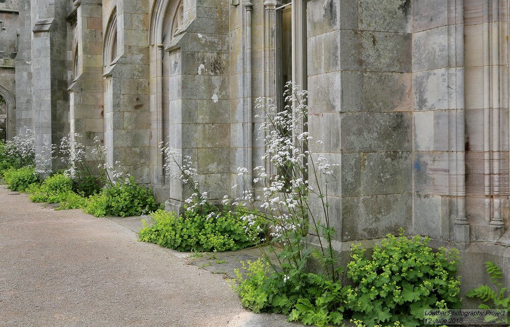 M_OgleGardener's tweet photo. The parterre tapestry garden and garden in the ruin maturing wonderfully. So much interest at this time. https://t.co/KR4bmLx87c