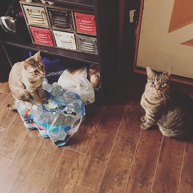 OG10Speed's tweet photo. Always nice to come home to these two at 3am. #dj10speed .
.
.
.
#djlife #mobiledj #bardj #clubdj #4hourset #earlymornings #hamandtoast #toasterthecat #hamletthecat https://t.co/HcY4ujCbaS https://t.co/Nv0GlqrFTR