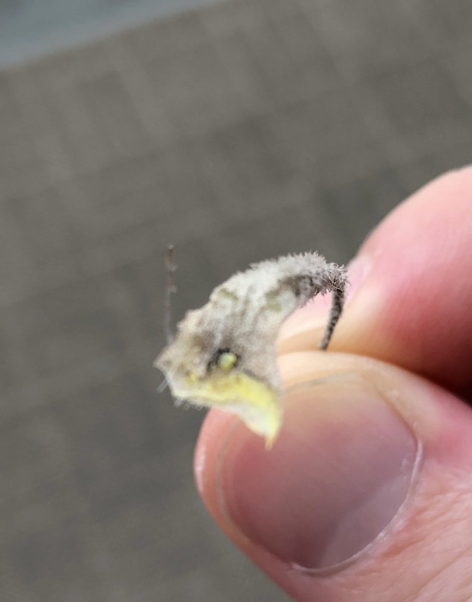 Youichi N テクトラムの古い葉っぱ処理していたら黄色い粉が出てきた 葉をとればとるほ出てくる 虫 病気 チランジア エアプランツ エアープランツ テクトラム Youichi N テクトラムの古い葉っぱ処理していたら黄色い粉が出てきた 葉をとればとるほ出てくる 虫 病気 チランジア エアプランツ エアープランツ テクトラム