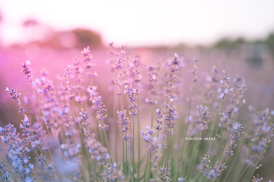 kinroye's tweet photo. #lavender https://t.co/O6tKEvgZi6