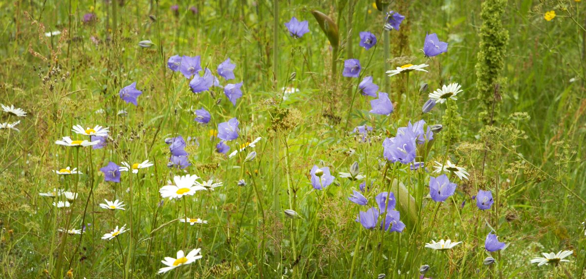 Kesäistä Luonnonkukkien päivää! #Luonnonkukkienpäivä #luonnonkukat #kesä #luonto