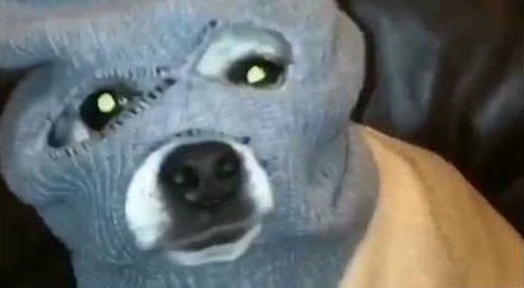 retweet thug puppy
to wish a birthday happy
to <a href="/yung_ksp/">kai</a>