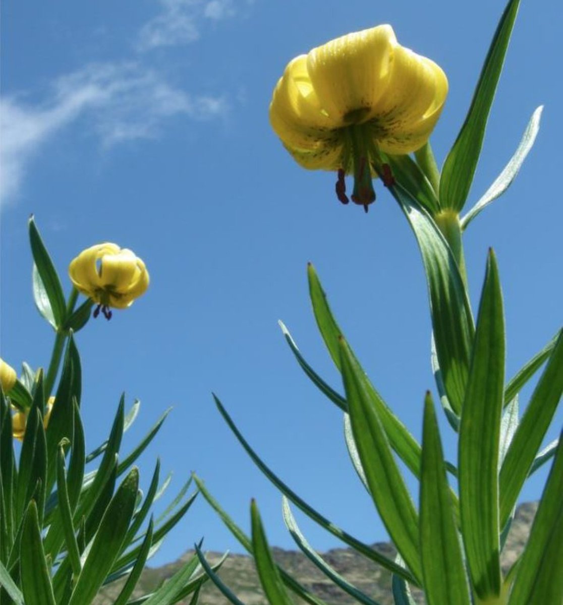 Andorra_Info's tweet photo. La #Primavera y el #Verano en #Andorra son puro color... Estas flores en el Valle de Incles son testimonio de tanta belleza!
¡Disfruta los #Pirineos todo el año!
#VacacionesenVerano #AndorraenVerano #Andorrainfo #Naturaleza #ValledeIncles #flores #Andorratodoelaño https://t.co/WLssmnS6sR