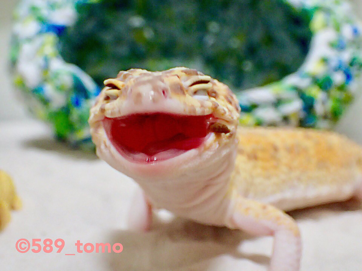 Twitter पर Kohaku 最高のsmile Leopardgecko ヒョウモントカゲモドキ レオパードゲッコー 爬虫類 かわいい いやし T Co Nb42ddkknh Twitter