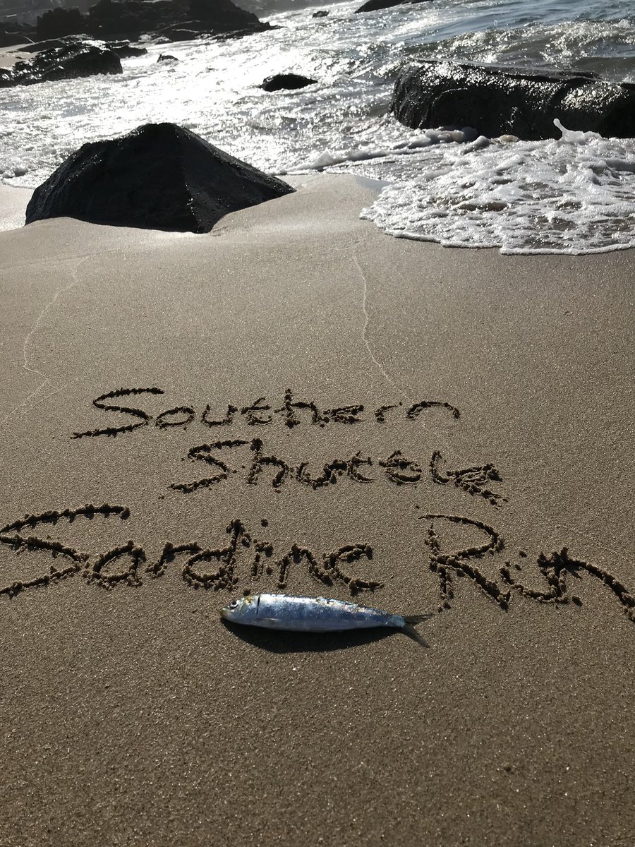 Southern Shuttle tweet media