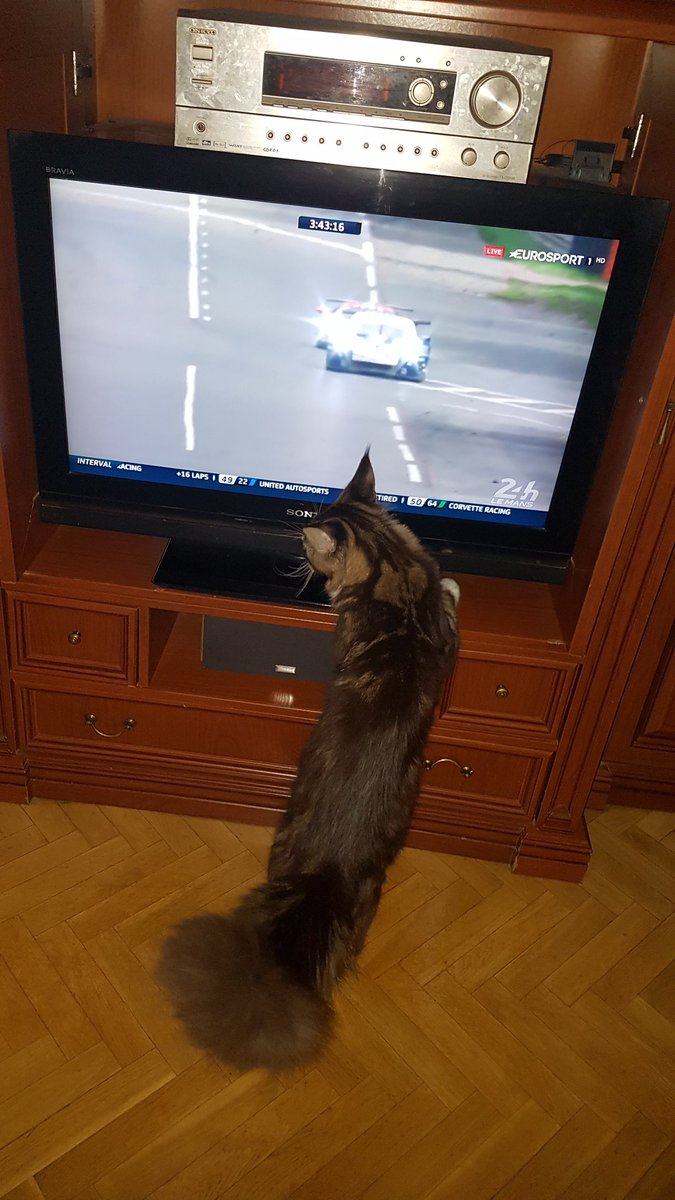 #AlonsoLeManssu primeras 24 horas de lemans se merecen una gorrita