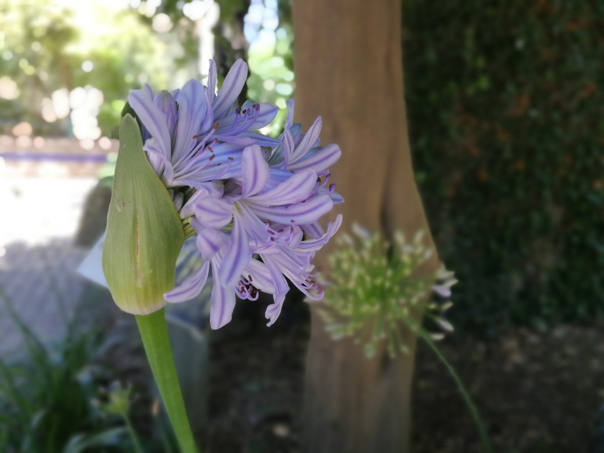 ¿Sabías `Agapanthus´ procede de las palabras griegas agape, amor y anthos, flor? En español recibe varios nombres, tales como "lirio africano", "flor del amor", y "tuberosa azul", si bien el más popular es "agapanto".