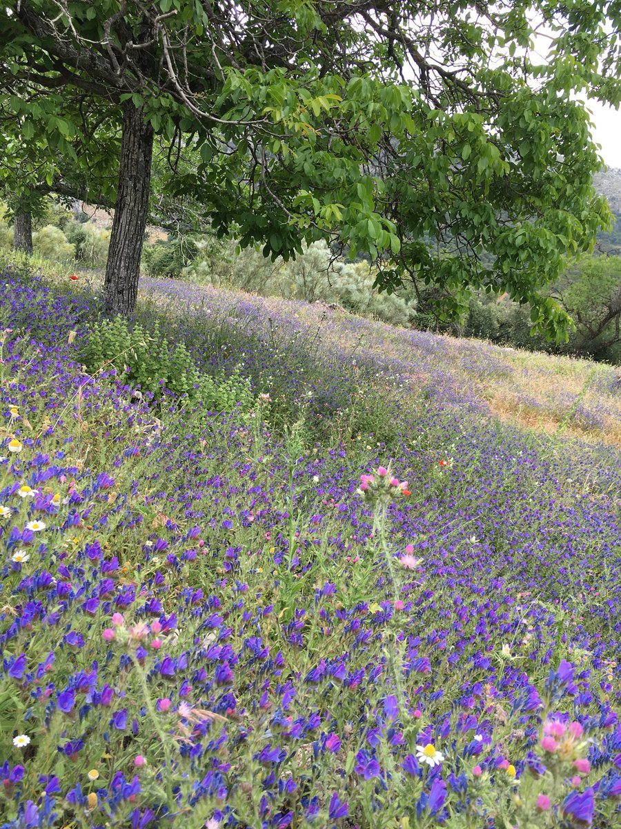 BlogHedonista's tweet photo. Campos de olivares de la #DOPPriego Desde #priegodecordoba 
#GalaDopPriegoDeCórdoba 
#DopPriegoLaHistoria
#TurismoyAceite
#cordoba #Andalucia https://t.co/2h5czVaR7Q