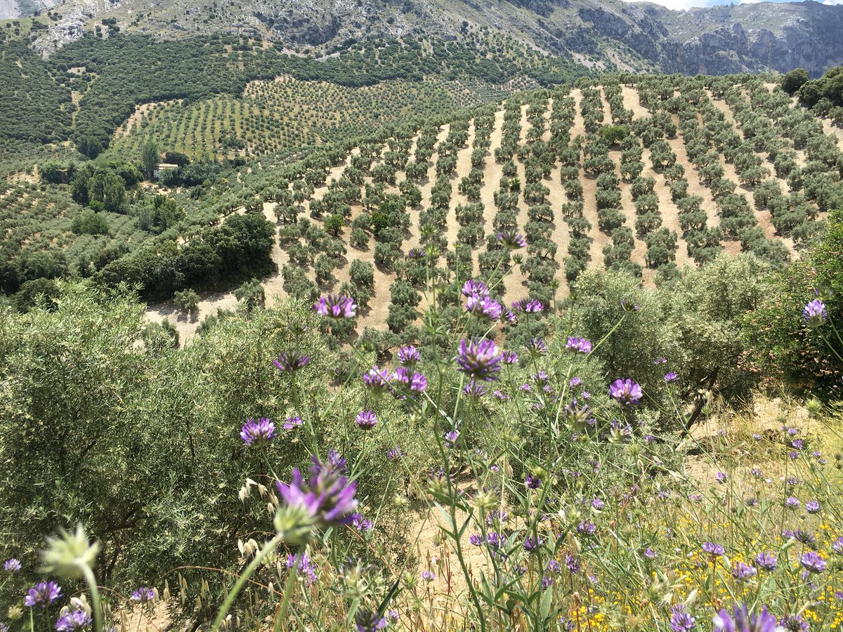 BlogHedonista's tweet photo. Campos de olivares de la #DOPPriego Desde #priegodecordoba 
#GalaDopPriegoDeCórdoba 
#DopPriegoLaHistoria
#TurismoyAceite
#cordoba #Andalucia https://t.co/2h5czVaR7Q