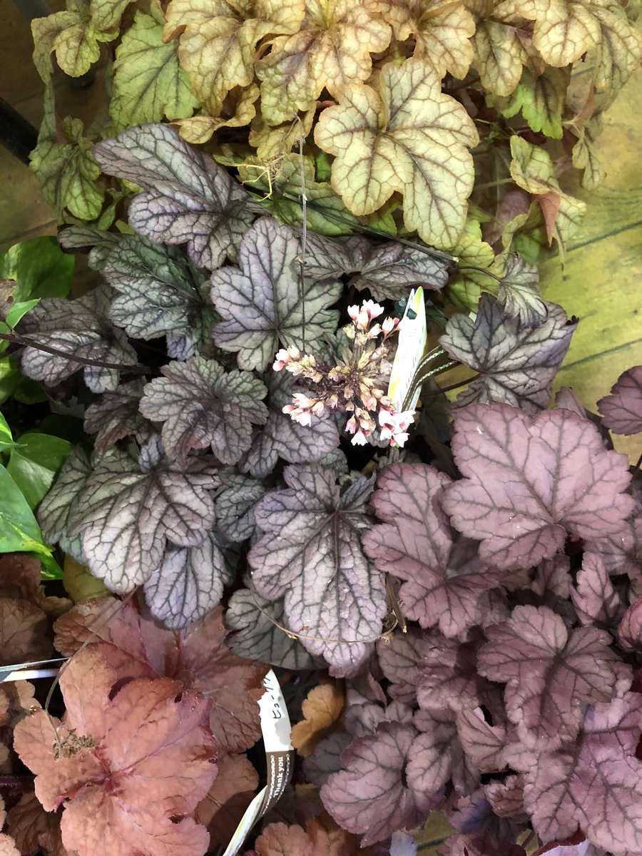 Ljestve Teme 葉が綺麗な植物好き Na Twitteru Ljestve Teme 葉が綺麗な植物好き Na Twitteru