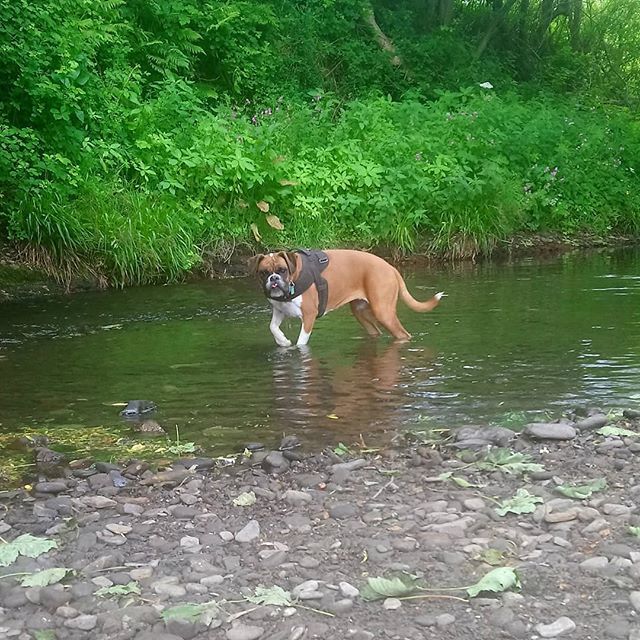 JanetBoxer's tweet photo. Another #DofE weekend with @thegrangeschool is going well #DofEdog https://t.co/ieLRlCNZd7 https://t.co/sW1NGjjncl