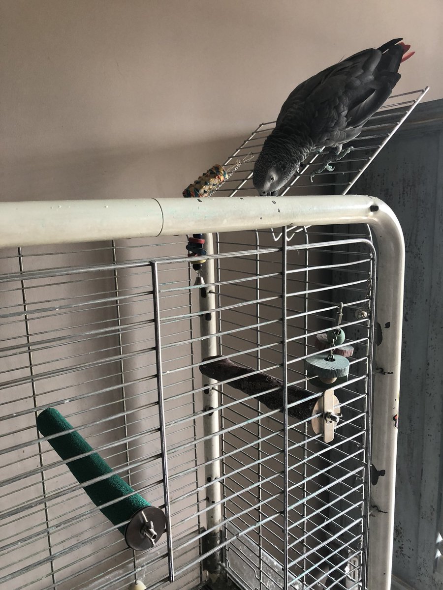 ParrotStanley's tweet photo. The lush has ruined my parrot life... #TurdPerch has moved to the right and #DildoPerch has taken its place 😢 https://t.co/cMPn6CRqOr