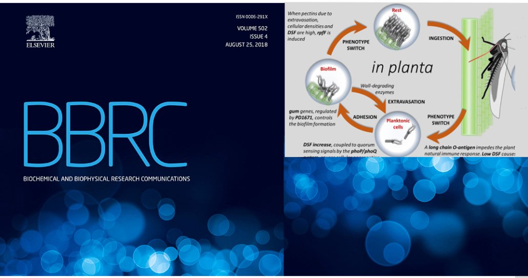 ponteprojecteu's tweet photo. Bucci's review provides an up-to-date picture of the currently available knowledge on the role of #xylellafastidiosa in #OQDS. Read more in #ponteprojecteu featured bibliography. @elsbiomedchem  @xf_actors @cure_xf 
https://t.co/FRFUEivx0j https://t.co/75lHGPkhwx