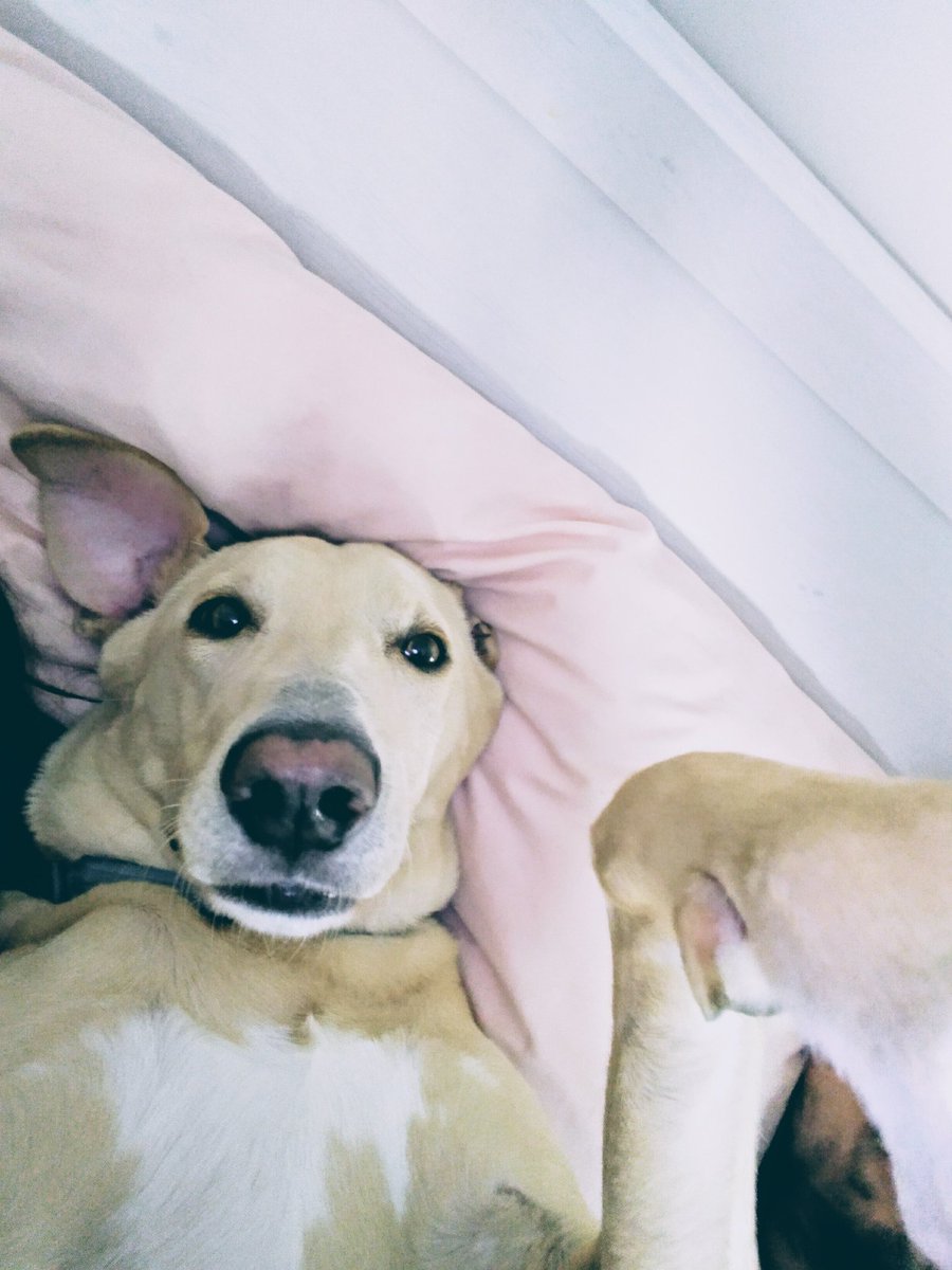 Cómo buen influencer, selfie mañanero y frase del día : Be always youreself 💪💪💪🐕🐕🐕