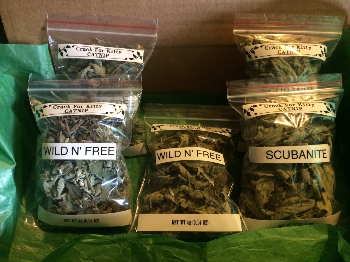 CrackForKitty's tweet image. Can’t keep this stuff on the shelf #CrackForKitty #catnip