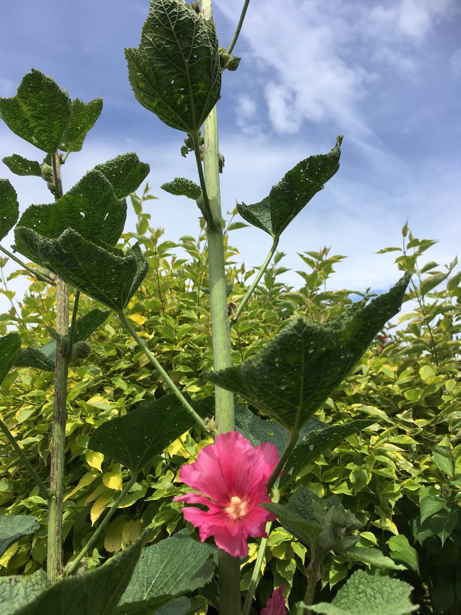 Nathalie Lepouder tweet media