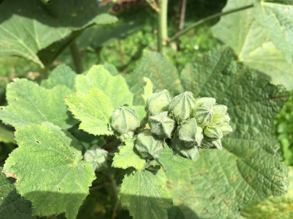 Nathalie Lepouder tweet media