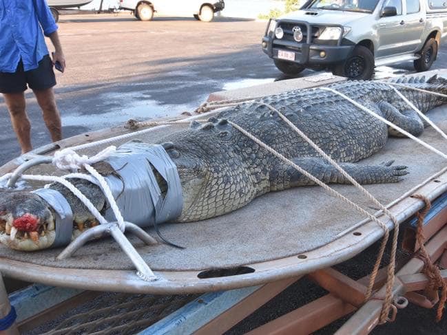 Natasha Emeck On Twitter Kicking Off The Week In True Nt News Style With A Croc Story Of Course Https T Co Mwzglqbx1w