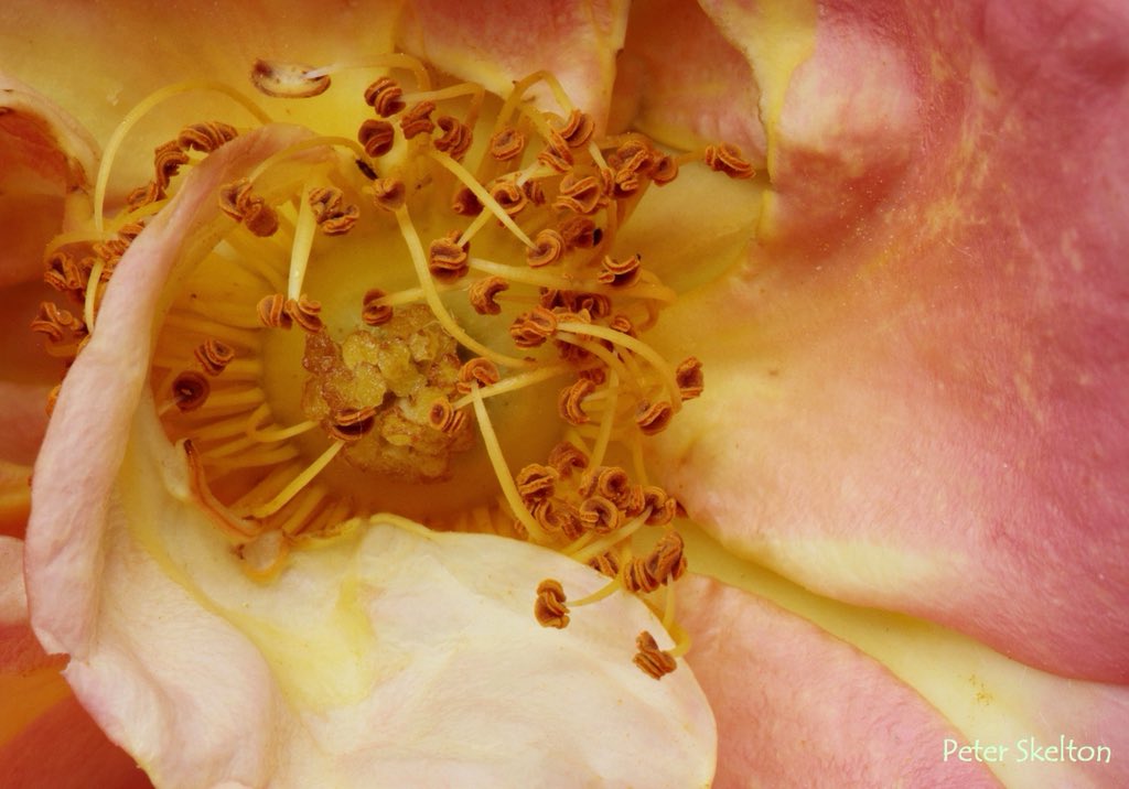 pskeltonphoto's tweet image. To brighten up a damp and overcast #FathersDay in Galway, Wishing all a great day, flowers from the brother Ian’s garden #Ireland #NaturePhotography #roses