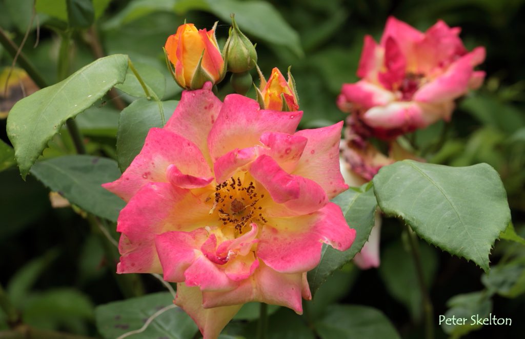 pskeltonphoto's tweet image. To brighten up a damp and overcast #FathersDay in Galway, Wishing all a great day, flowers from the brother Ian’s garden #Ireland #NaturePhotography #roses