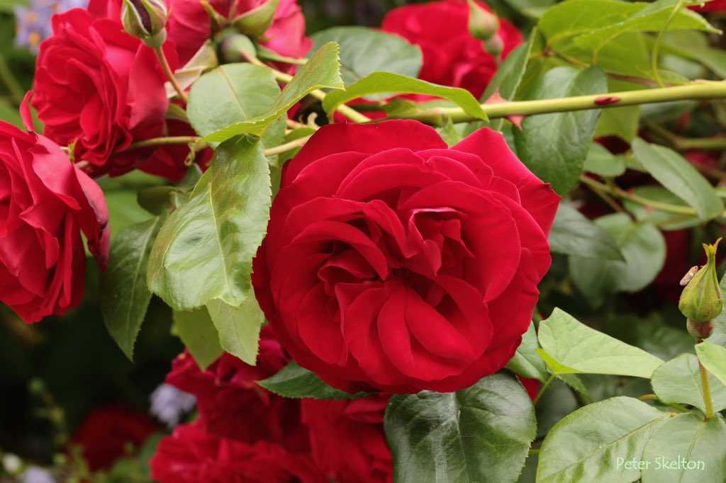 pskeltonphoto's tweet image. To brighten up a damp and overcast #FathersDay in Galway, Wishing all a great day, flowers from the brother Ian’s garden #Ireland #NaturePhotography #roses