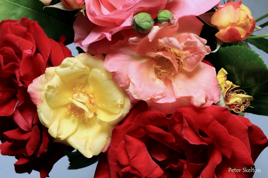 pskeltonphoto's tweet image. To brighten up a damp and overcast #FathersDay in Galway, Wishing all a great day, flowers from the brother Ian’s garden #Ireland #NaturePhotography #roses